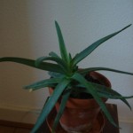 aloe