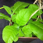 tobacco