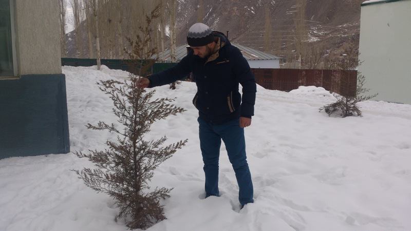 desert-tree_TJ_7 (5)